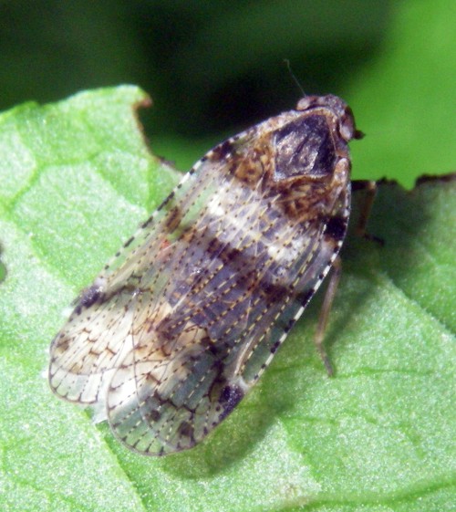 Cixius nervosus